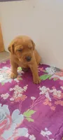 Remi, a female Labrador Retriever for sale in Walton, KS – 5 of 6