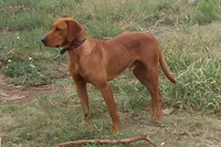 Remi, a female Labrador Retriever for sale in Walton, KS – 4 of 6