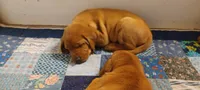Gunner, a male Labrador Retriever for sale in Walton, KS – 6 of 7