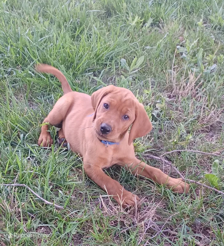 Lily – Labrador Retriever puppy on hold in Walton, KS