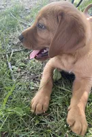 Tank, a male Labrador Retriever for sale in Walton, KS – 3 of 8