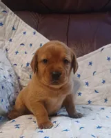 Gunner, a male Labrador Retriever for sale in Walton, KS – 4 of 7
