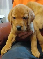 Maverick , a male Labrador Retriever for sale in Walton, KS – 5 of 6