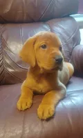 Remi, a female Labrador Retriever for sale in Walton, KS – 2 of 6