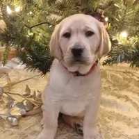 Ginger, a female Labrador Retriever for sale in Walton, KS – 4 of 4