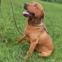 Ginger, a female Labrador Retriever for sale in Walton, KS – 2 of 4