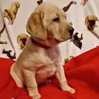 Ginger, a female Labrador Retriever for sale in Walton, KS – 3 of 4