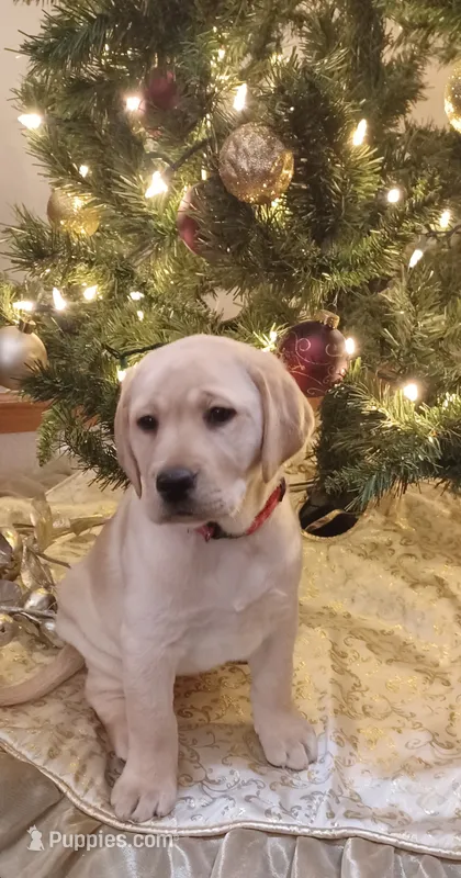 Ginger – Labrador Retriever puppy for sale in Walton, KS