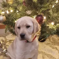 Ginger, a female Labrador Retriever for sale in Walton, KS – 1 of 4