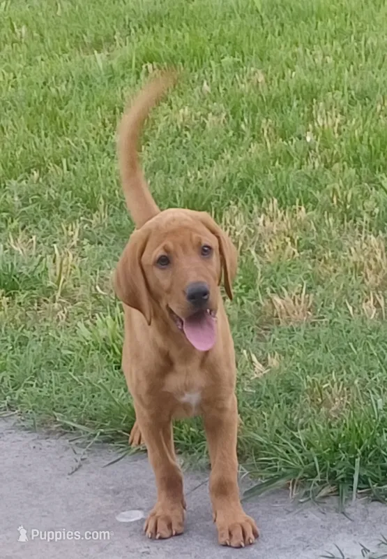 Copper – Labrador Retriever puppy for sale in Walton, KS