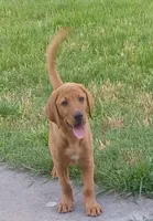 Copper, a male Labrador Retriever for sale in Walton, KS – 1 of 10