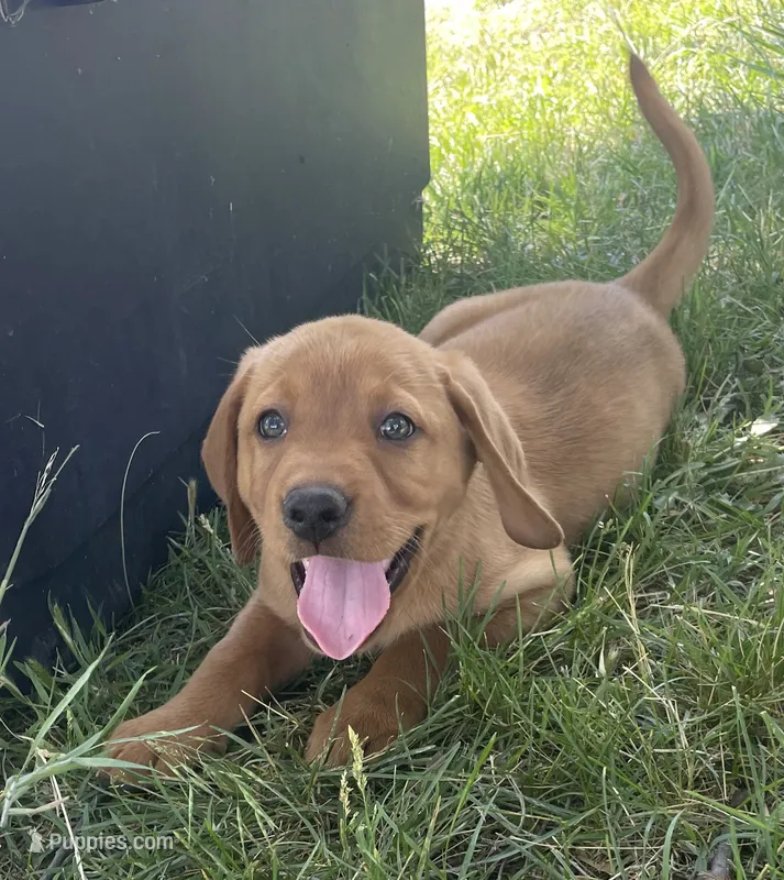 Copper – Labrador Retriever puppy for sale in Walton, KS