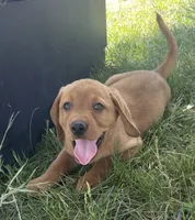 Copper, a male Labrador Retriever for sale in Walton, KS – 1 of 10