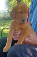 Copper, a male Labrador Retriever for sale in Walton, KS – 3 of 10