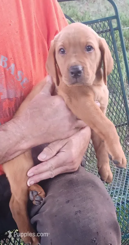 Maverick  – Labrador Retriever puppy for sale in Walton, KS