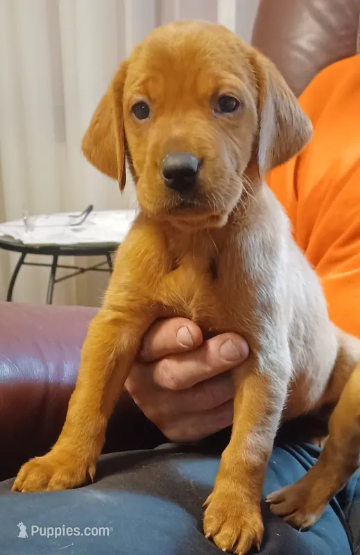Diesel – Labrador Retriever puppy for sale in Walton, KS