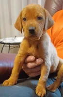 Diesel, a male Labrador Retriever for sale in Walton, KS – 1 of 7