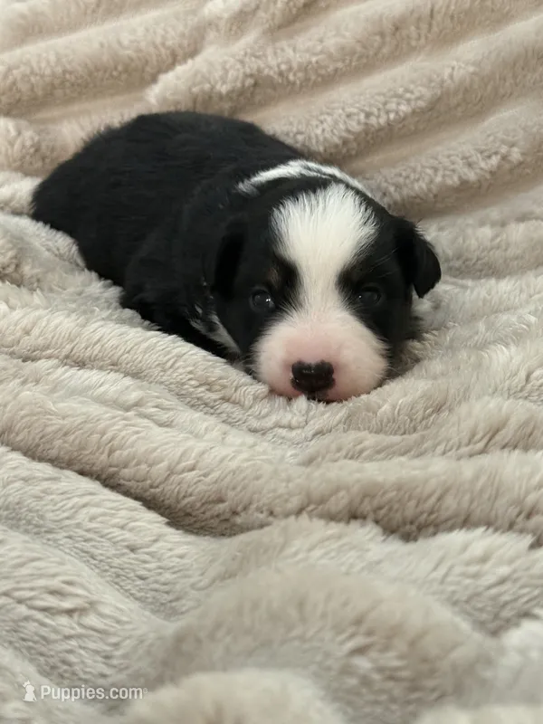 Bear, a male Miniature Australian Shepherd for sale in Kingwood, TX – 1 of 3