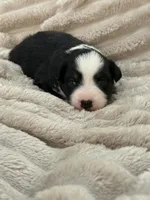 Bear, a male Miniature Australian Shepherd for sale in Kingwood, TX – 1 of 3