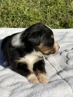 Deliah, a female Miniature American Shepherd for sale in Houston, TX – Photo 2 of 3