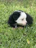 Blue Eyed Panda, a female Miniature American Shepherd for sale in Houston, TX – Photo 2 of 2
