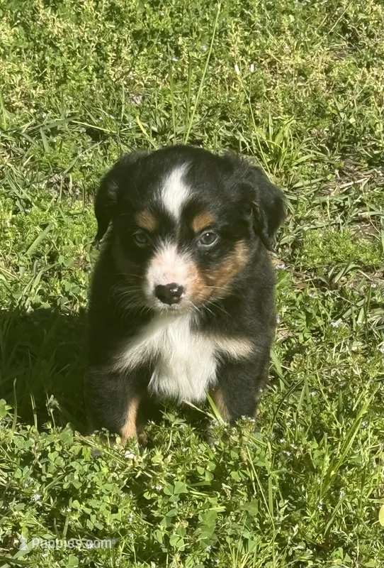 Deliah – Miniature American Shepherd puppy for sale in Houston, TX