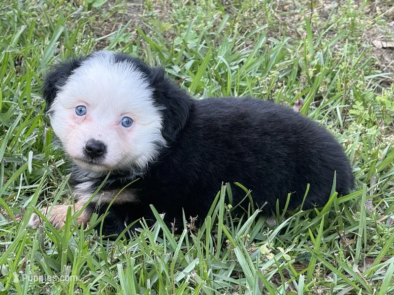 Blue Eyed Panda – Miniature American Shepherd puppy for sale in Houston, TX