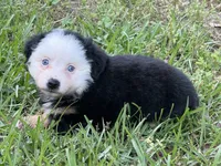 Blue Eyed Panda, a female Miniature American Shepherd for sale in Houston, TX – Photo 1 of 2