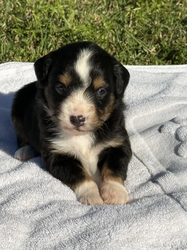 Deliah – Miniature American Shepherd puppy for sale in Houston, TX