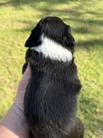 Deliah, a female Miniature American Shepherd for sale in Houston, TX – Photo 3 of 3