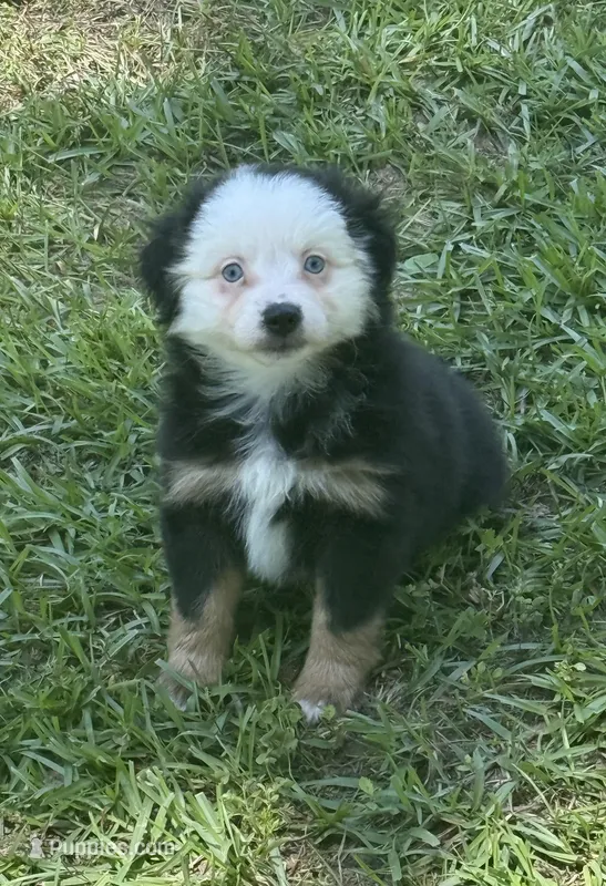 Blue Eyed Panda – Miniature American Shepherd puppy for sale in Houston, TX