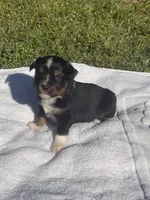 Duke , a male Miniature Australian Shepherd for sale in Houston, TX – Photo 2 of 4