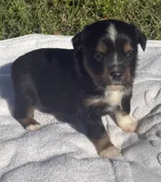 Duke , a male Miniature Australian Shepherd for sale in Houston, TX – Photo 1 of 4