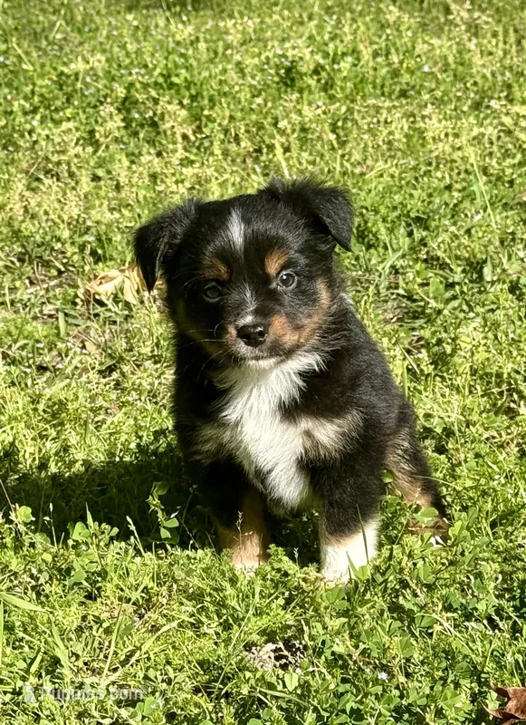 Duke  – Miniature Australian Shepherd puppy for sale in Houston, TX