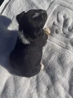 Duke , a male Miniature Australian Shepherd for sale in Houston, TX – Photo 4 of 4