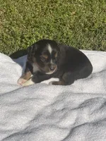 Duke , a male Miniature Australian Shepherd for sale in Houston, TX – Photo 3 of 4