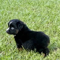 Blue, a male Miniature Australian Shepherd for sale in Houston, TX – Photo 2 of 2