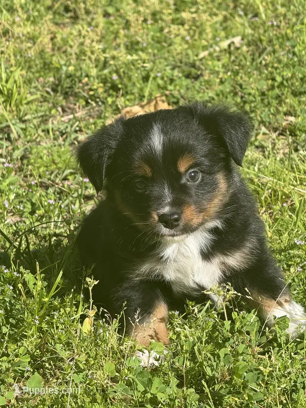 Duke  – Miniature Australian Shepherd puppy for sale in Houston, TX