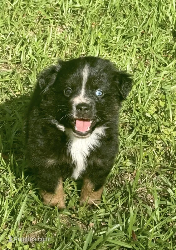 Blue – Miniature Australian Shepherd puppy for sale in Houston, TX