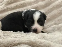 Maverick , a male Miniature Australian Shepherd for sale in Houston, TX – 3 of 3