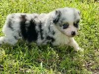  Dream, a female Miniature Australian Shepherd for sale in Houston, TX – Photo 4 of 4