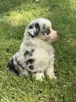  Dream, a female Miniature Australian Shepherd for sale in Houston, TX – Photo 2 of 4