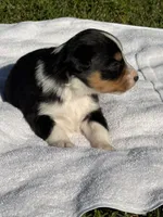 Jazzy , a female Miniature Australian Shepherd for sale in Houston, TX – Photo 2 of 2