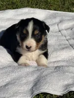 Jazzy , a female Miniature Australian Shepherd for sale in Houston, TX – Photo 1 of 2