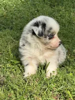  Dream, a female Miniature Australian Shepherd for sale in Houston, TX – Photo 3 of 4