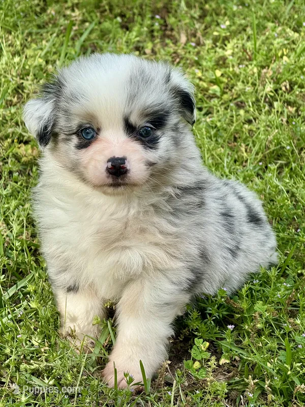  Dream – Miniature Australian Shepherd puppy for sale in Houston, TX