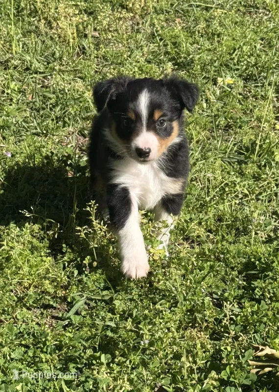 Jazzy  – Miniature Australian Shepherd puppy for sale in Houston, TX