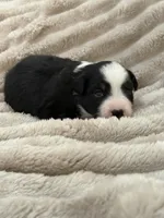 Bear, a male Miniature Australian Shepherd for sale in Kingwood, TX – 2 of 3