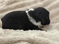 Maverick , a male Miniature Australian Shepherd for sale in Houston, TX – 2 of 3