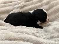 Bear, a male Miniature Australian Shepherd for sale in Kingwood, TX – 3 of 3